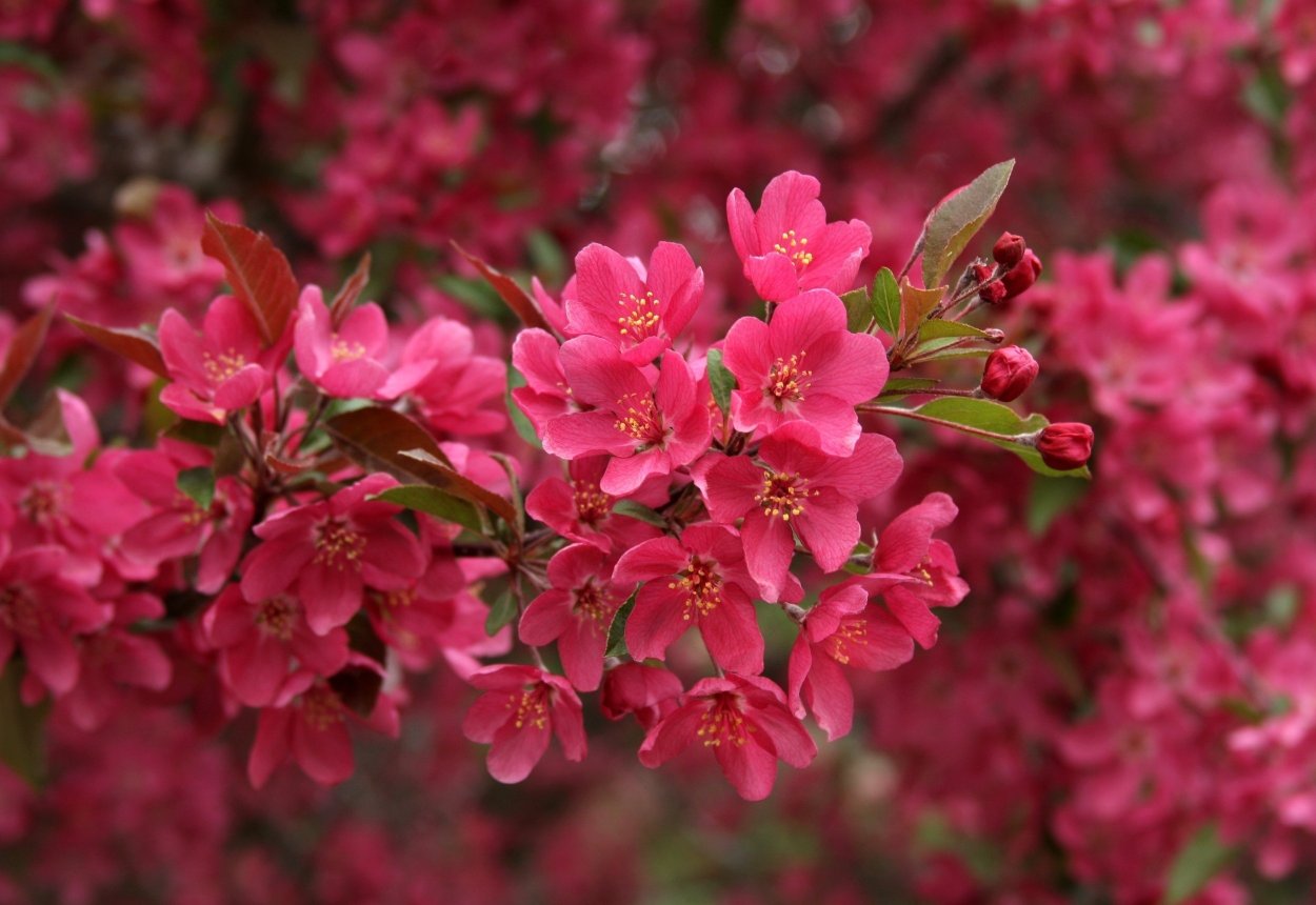 Розовая Весна