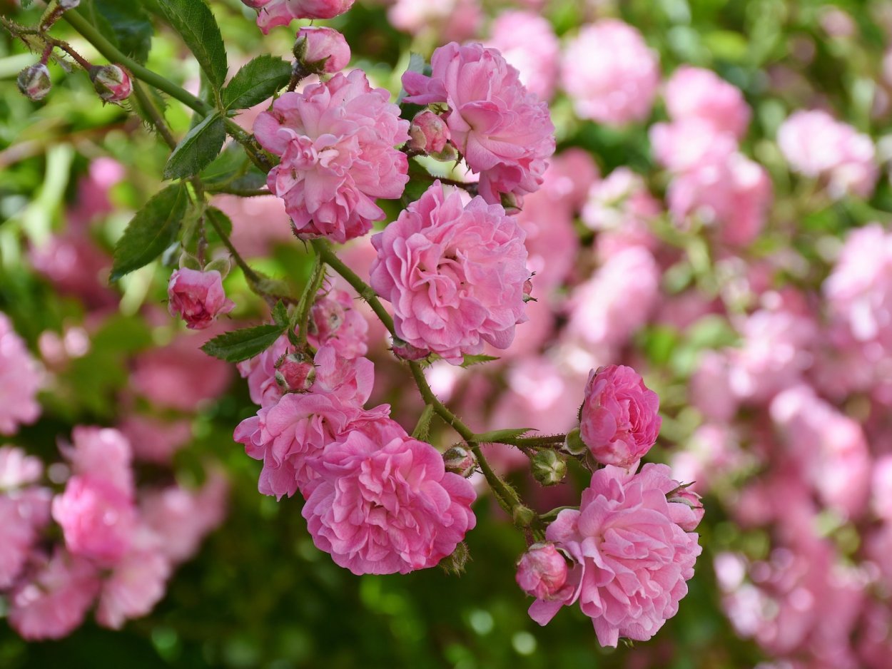 Куст цветов