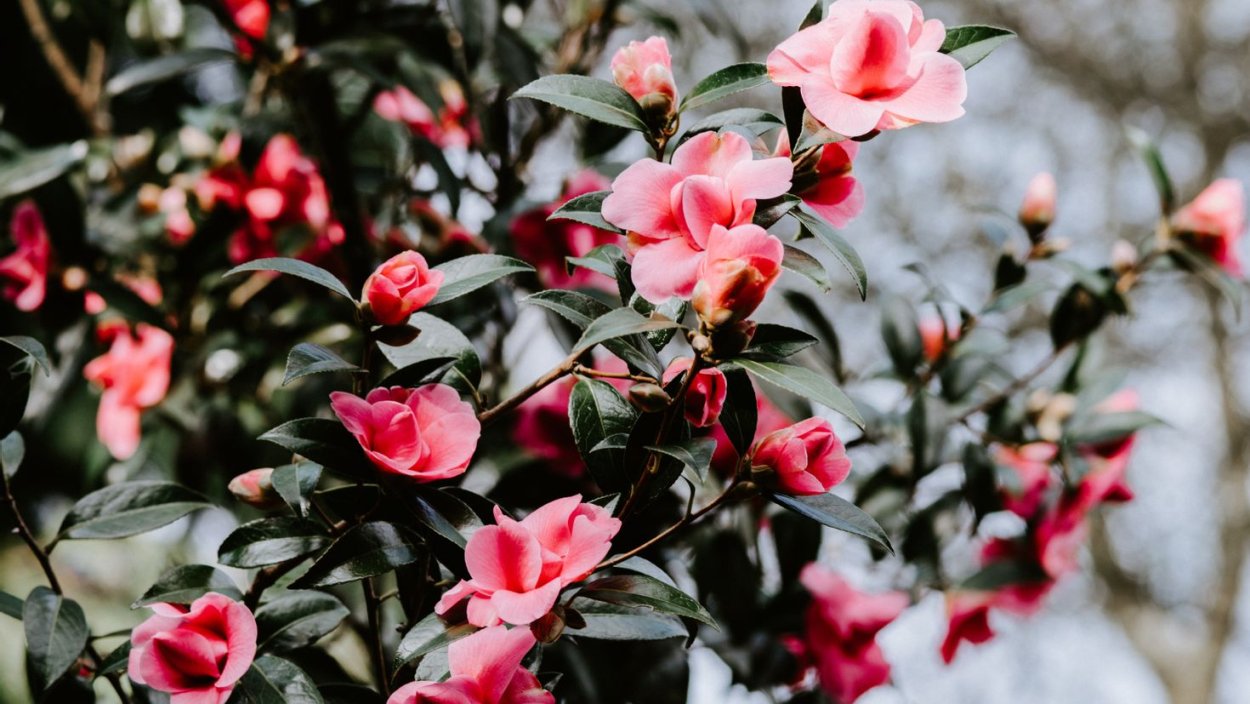 Кустарник с малиновыми цветами