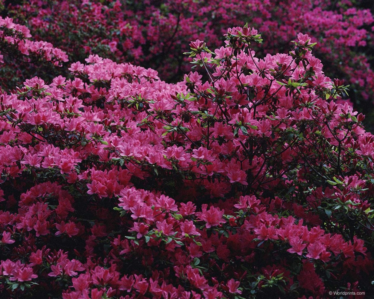 Кустарники с розовыми цветами цветущие в мае