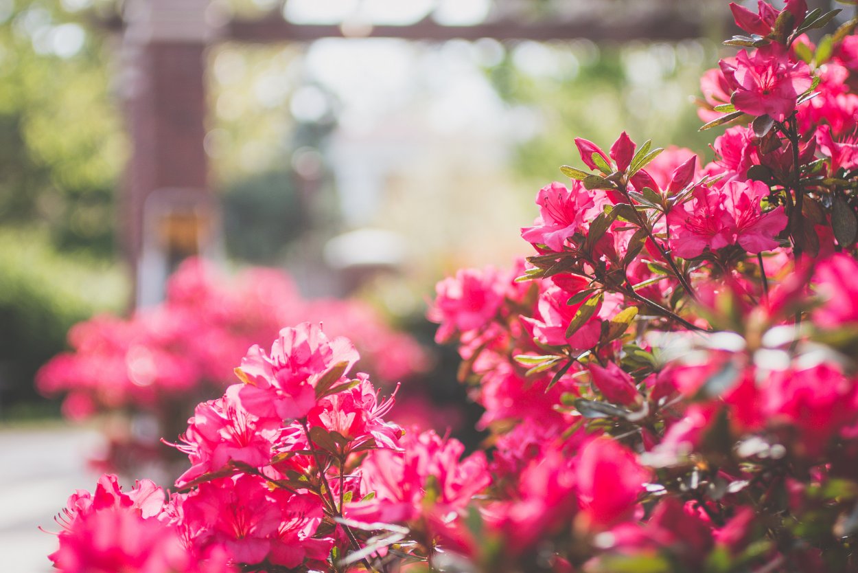 Куст цветов