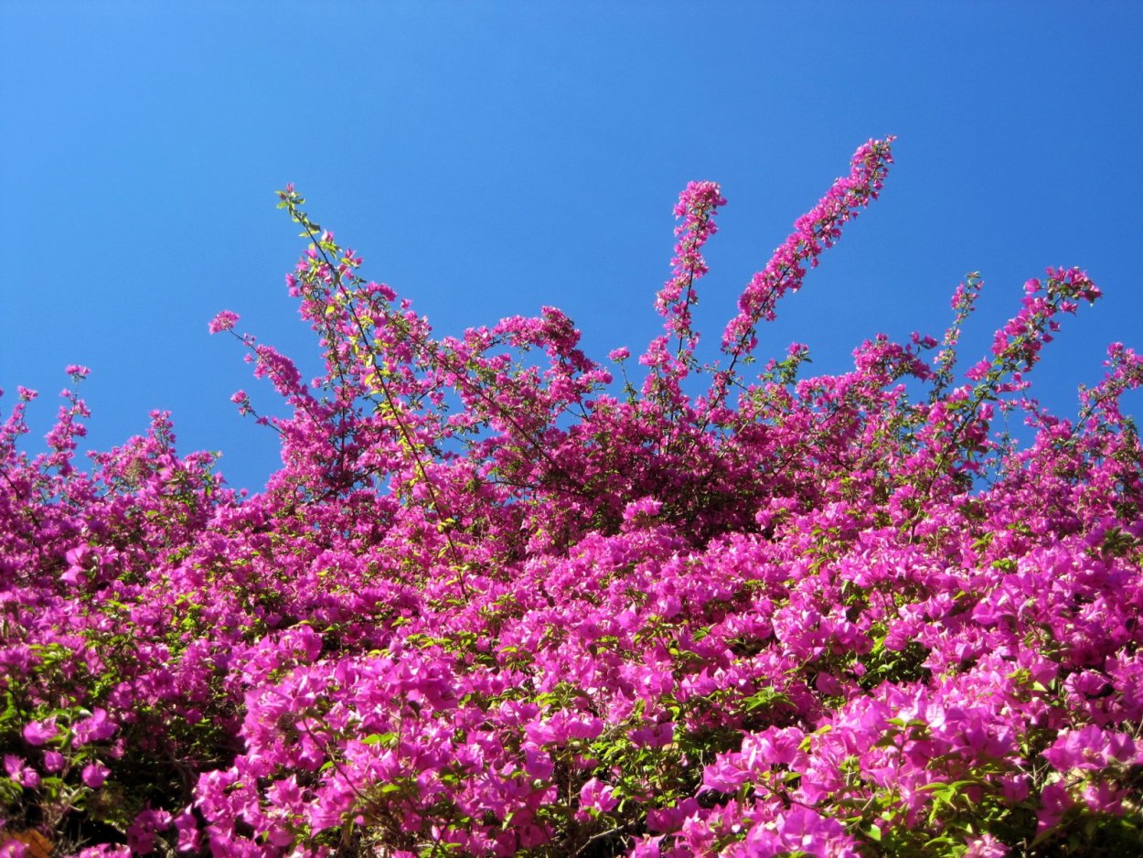 Кустарник с мелкими розовыми цветами