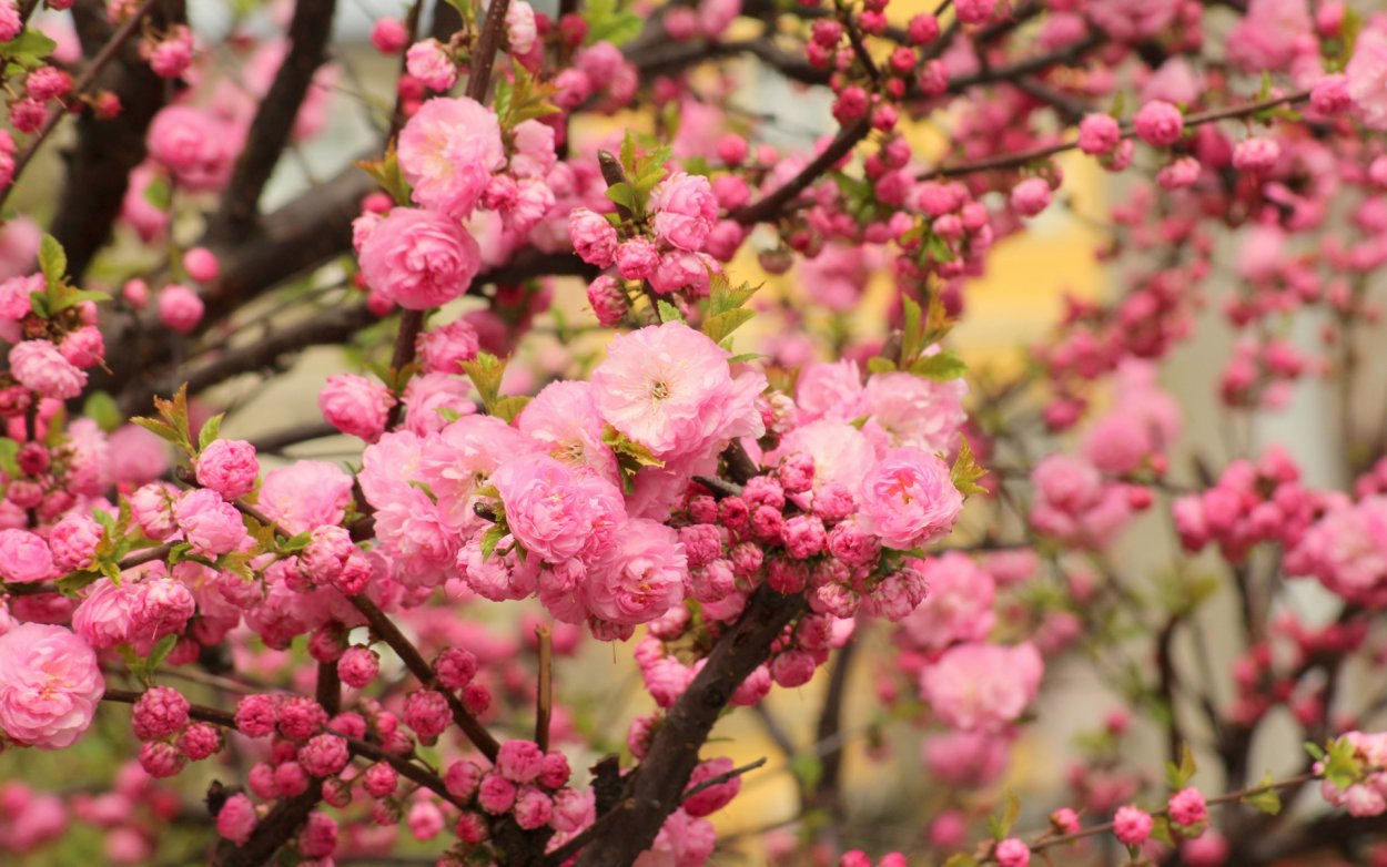 Сакура цветение растения