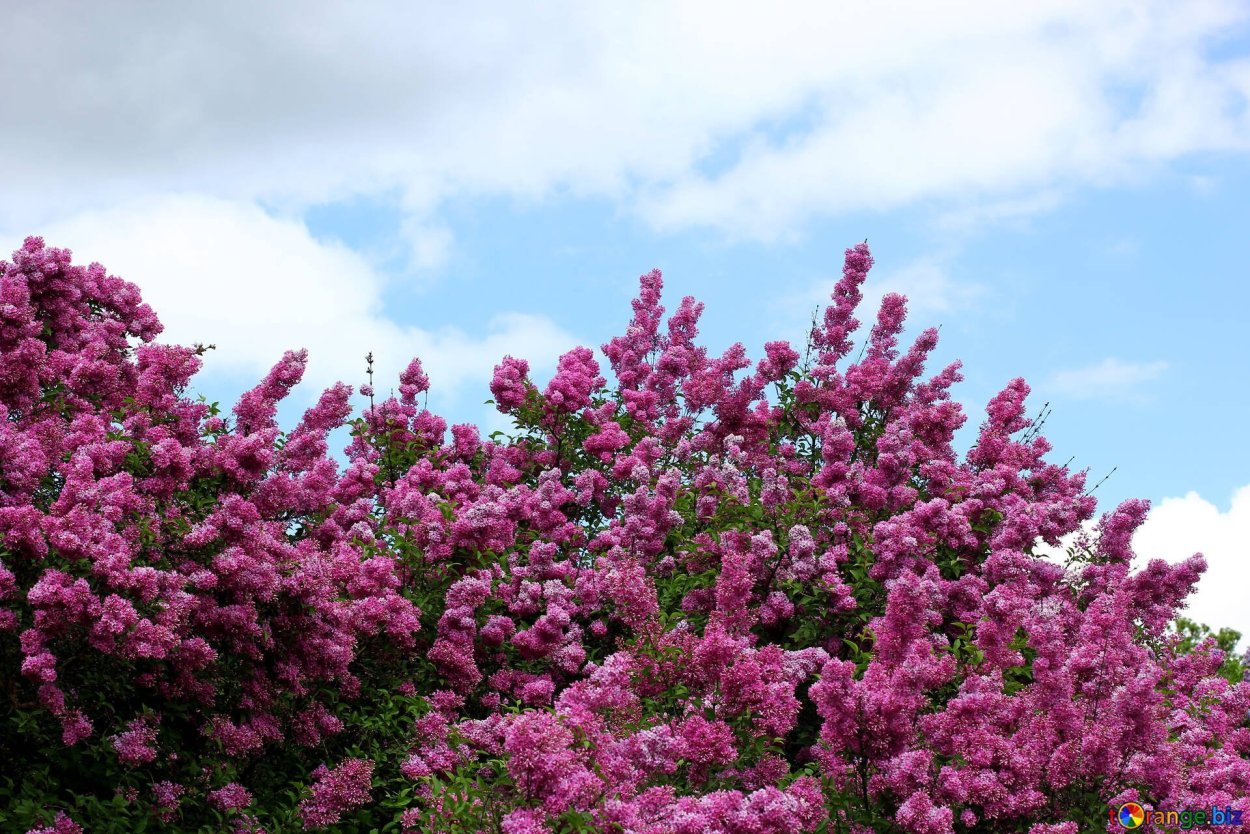 Кустарник Буш Цветущий