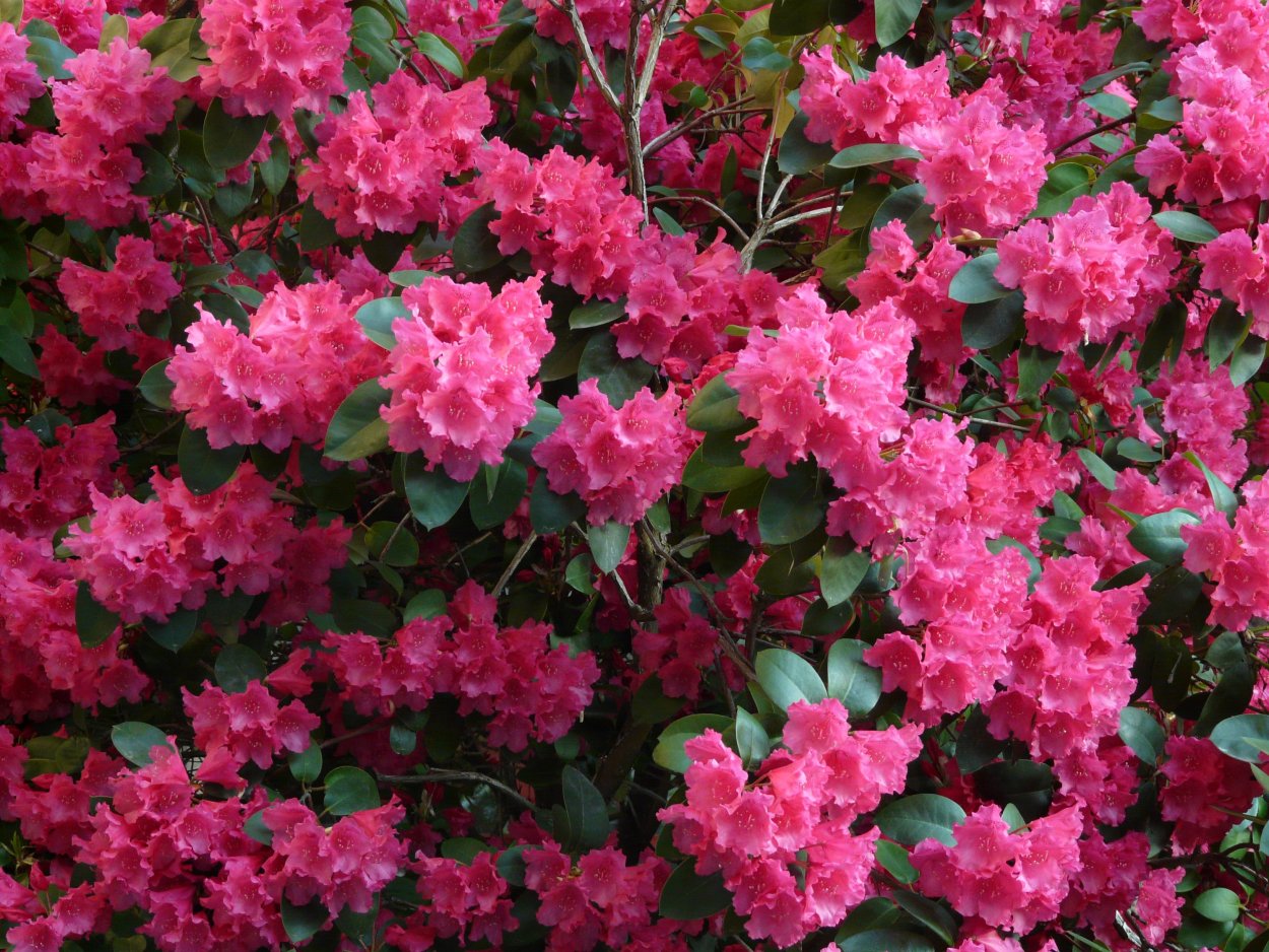 Сирень перистая