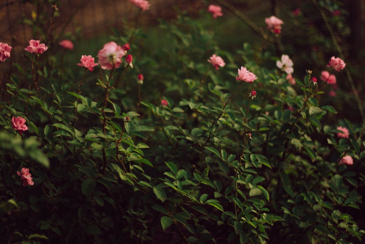 Олеандр обыкновенный