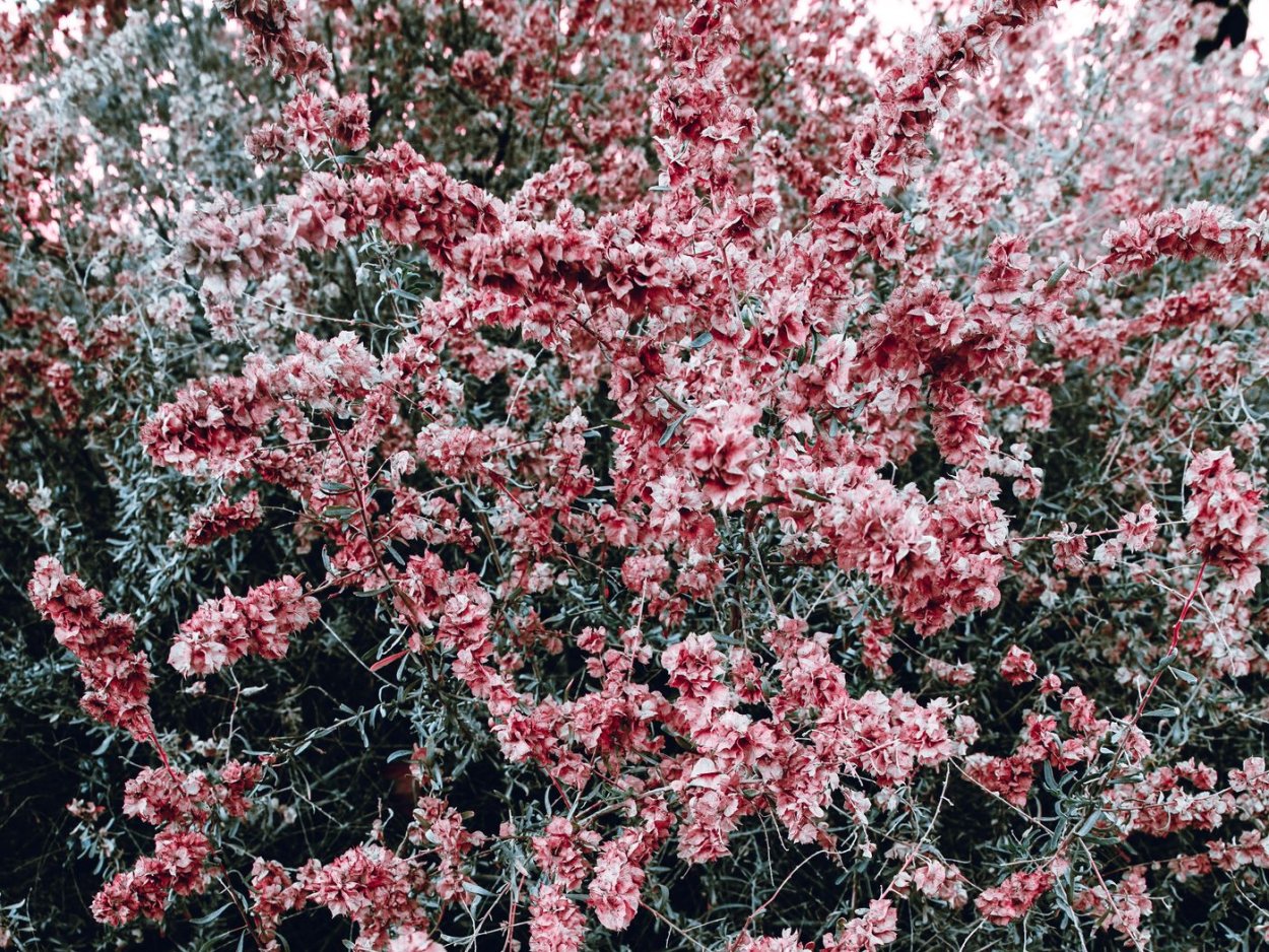 Жасмин цветок розовый