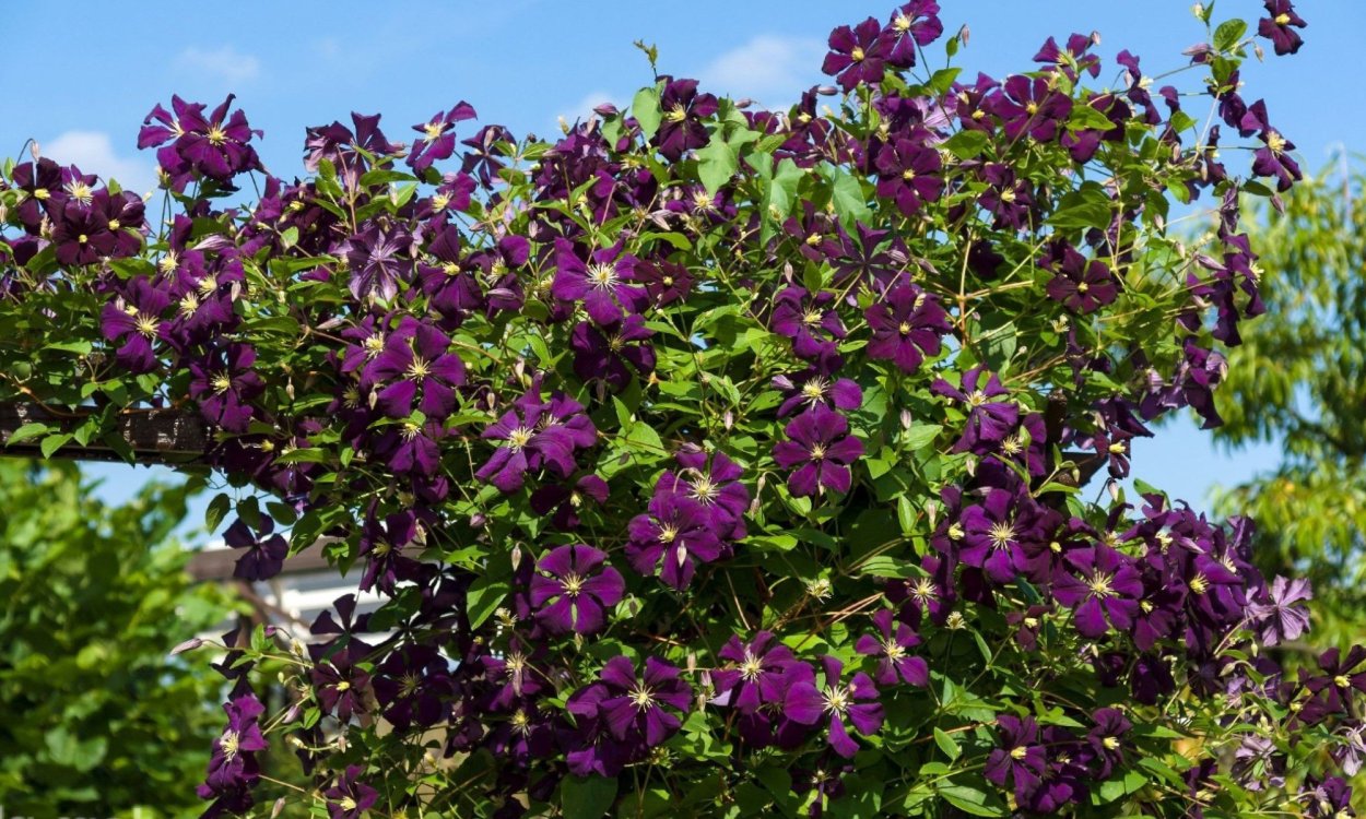 Bougainvillea Майорка