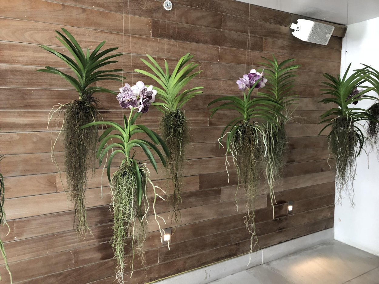 Крупномерные комнатные растения