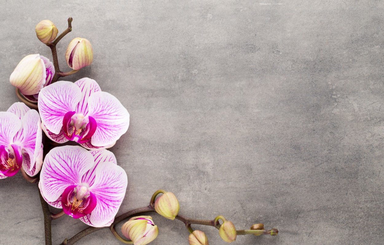 Фотофон для салона красоты