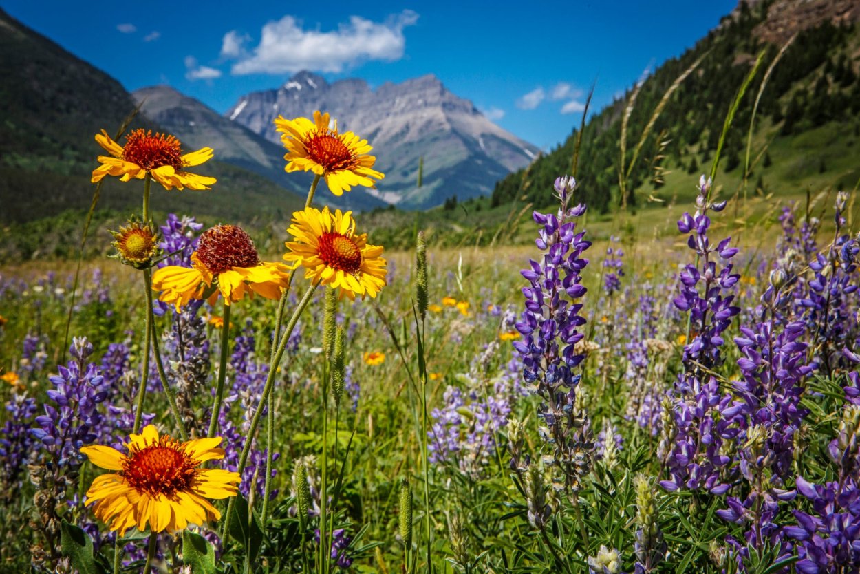 Поле с голубыми цветами