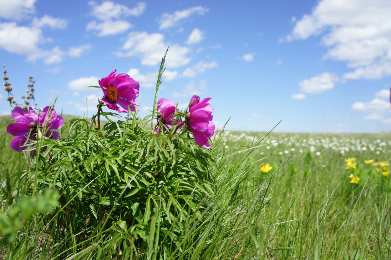 Цветочный луг