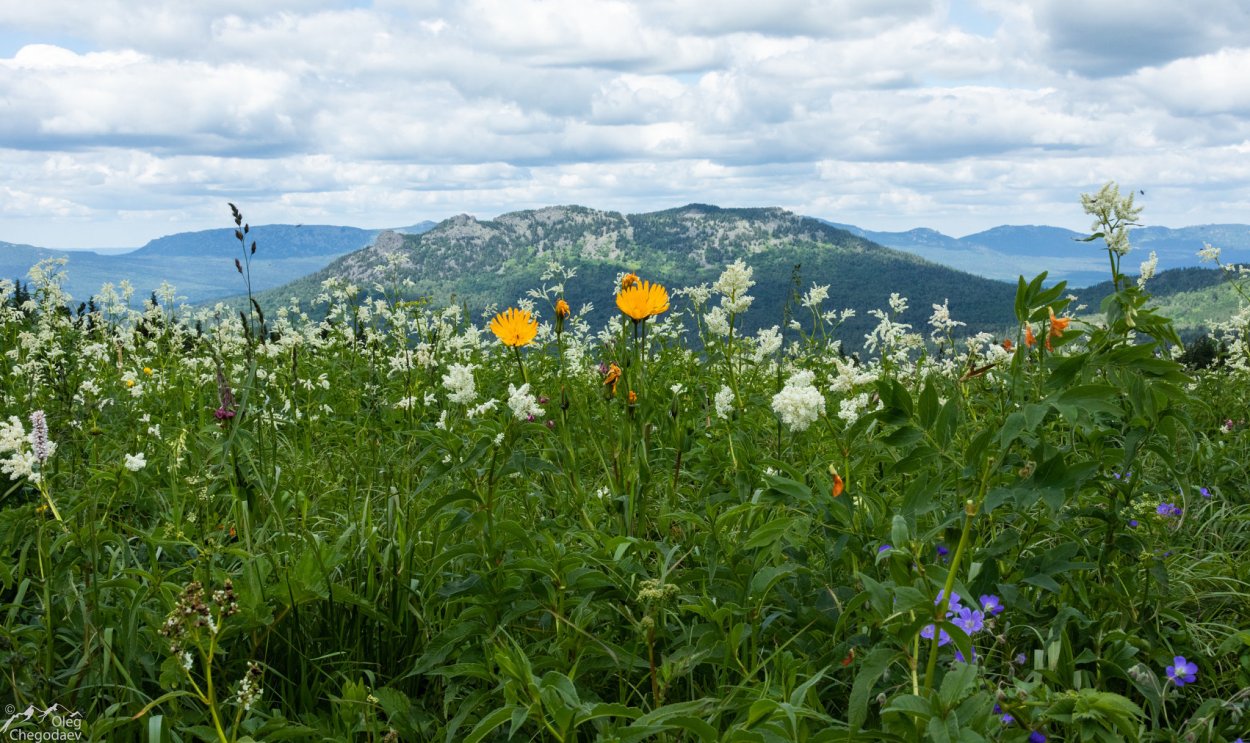 Луга с ромашками и клевером