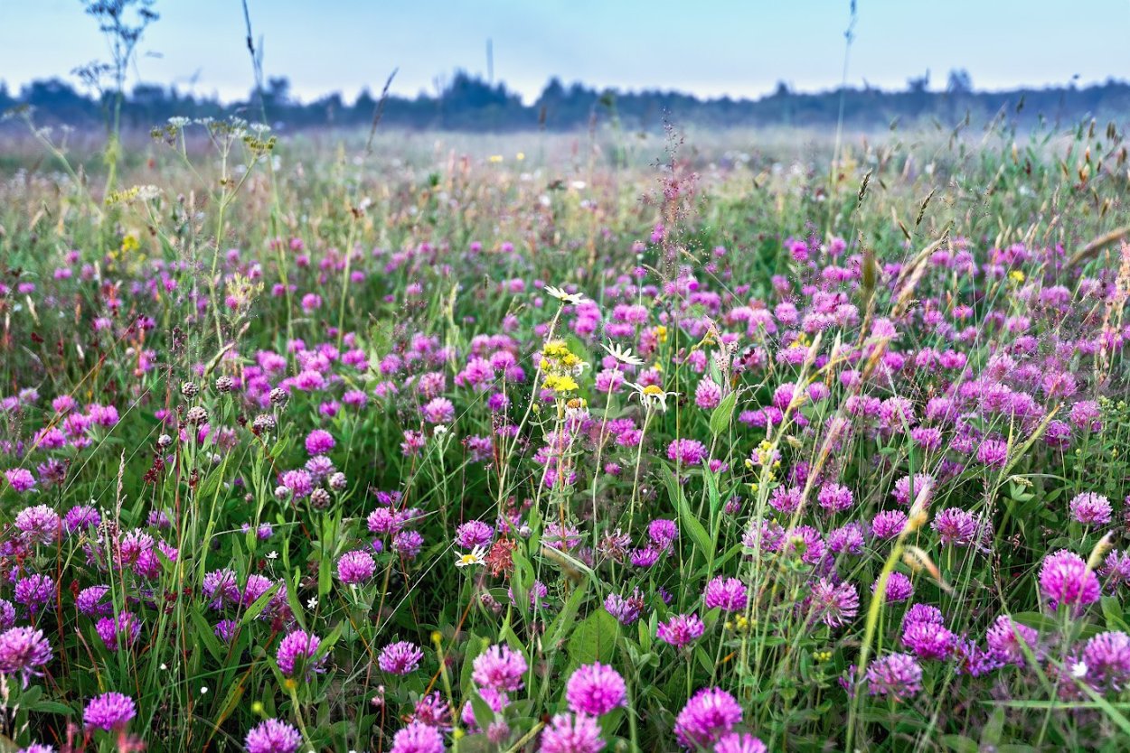Ромашко Васильковое поле