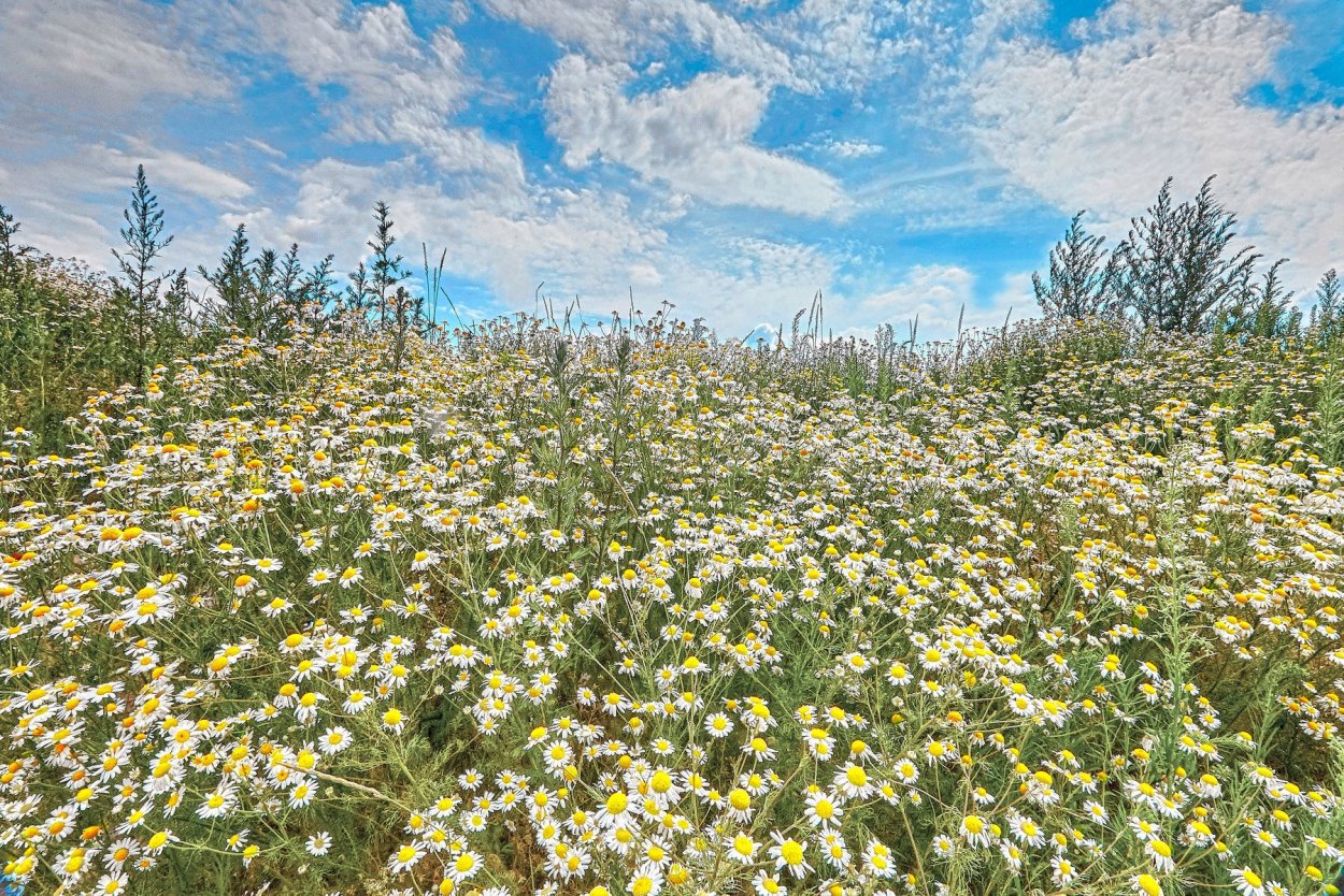 Поле колокольчиков