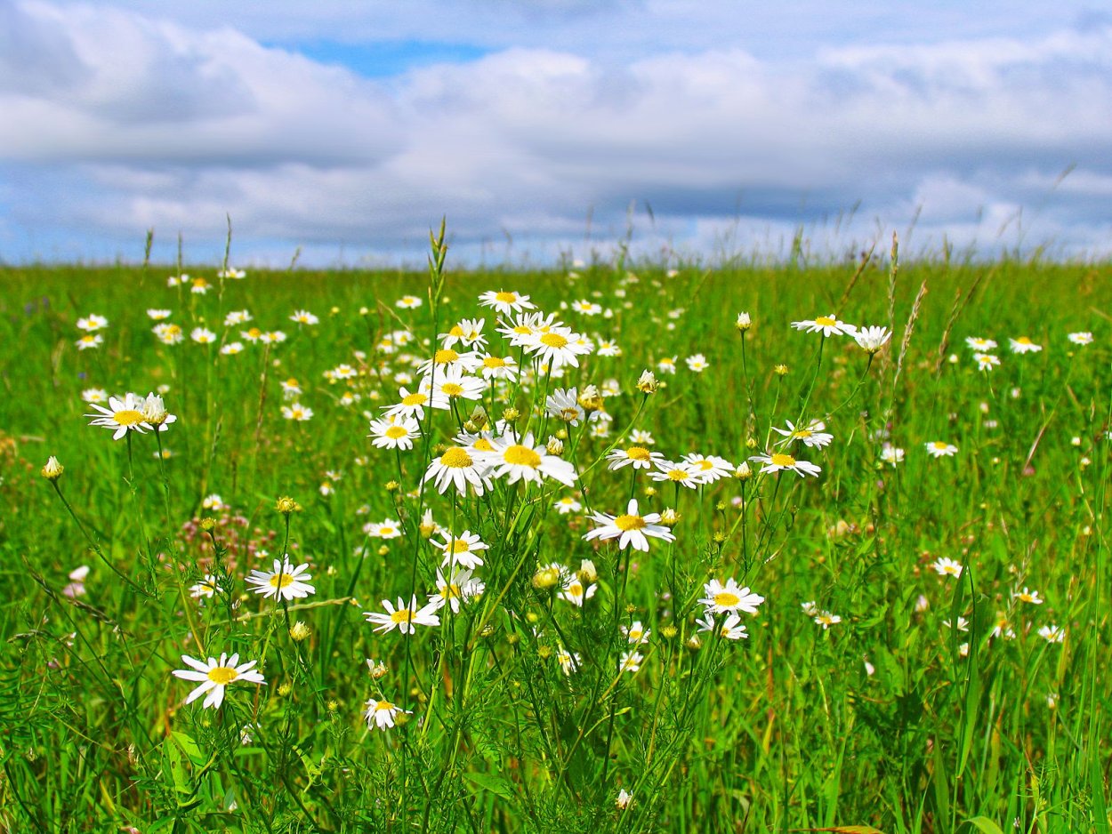 Лекарственные растения суходольного Луга