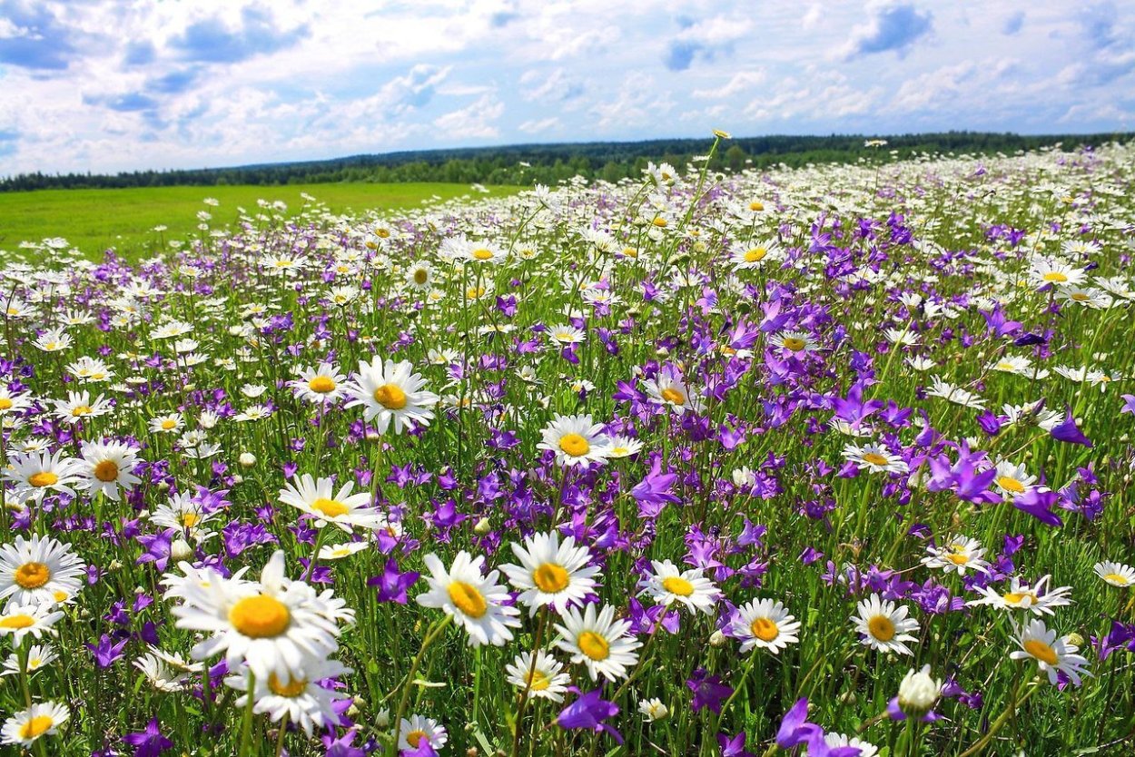 Ромашкин луг