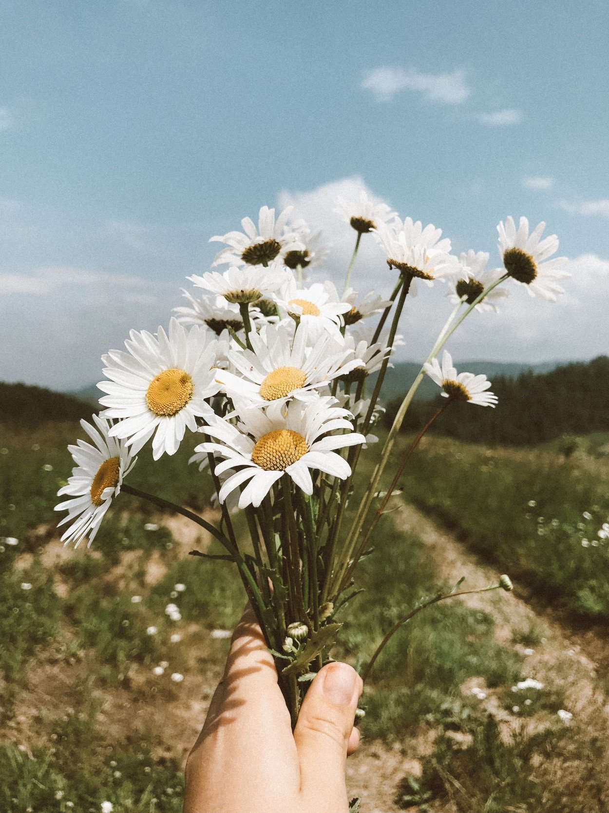 Растительный мир Кировской области Луга