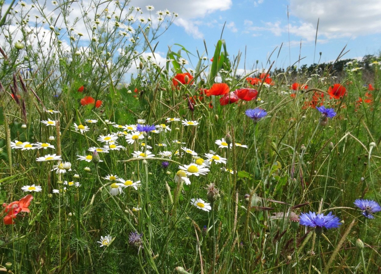 Разноцветные полевые цветы