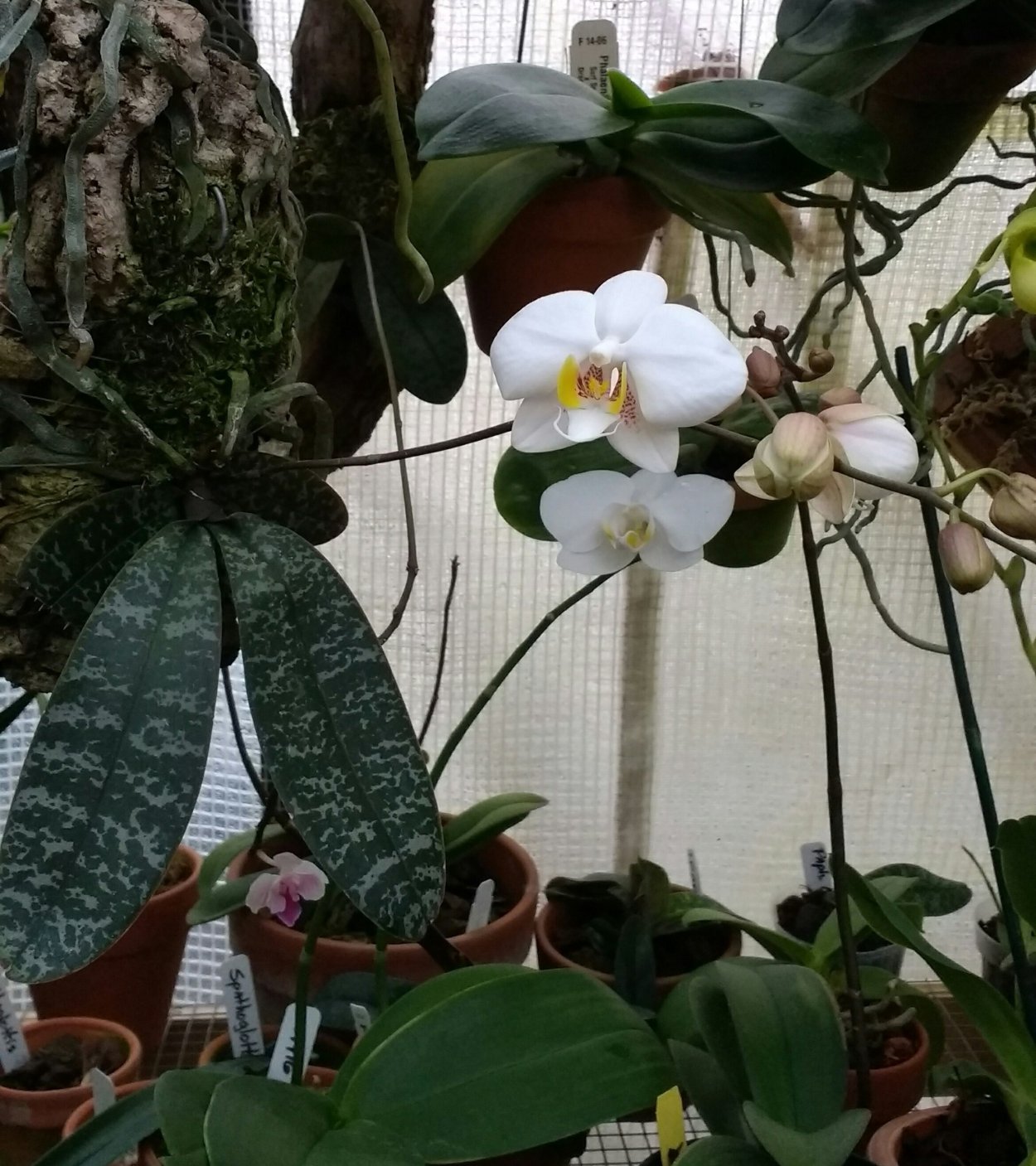 Фаленопсис филиппинский Phalaenopsis philippinensis