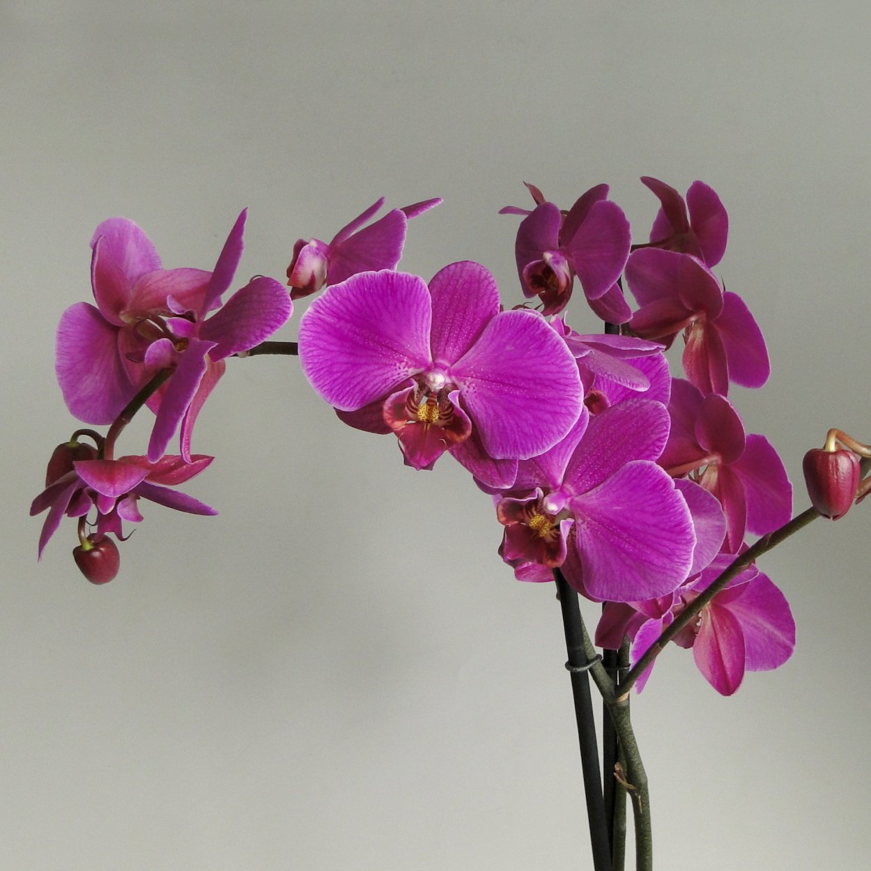 Орхидея Phalaenopsis