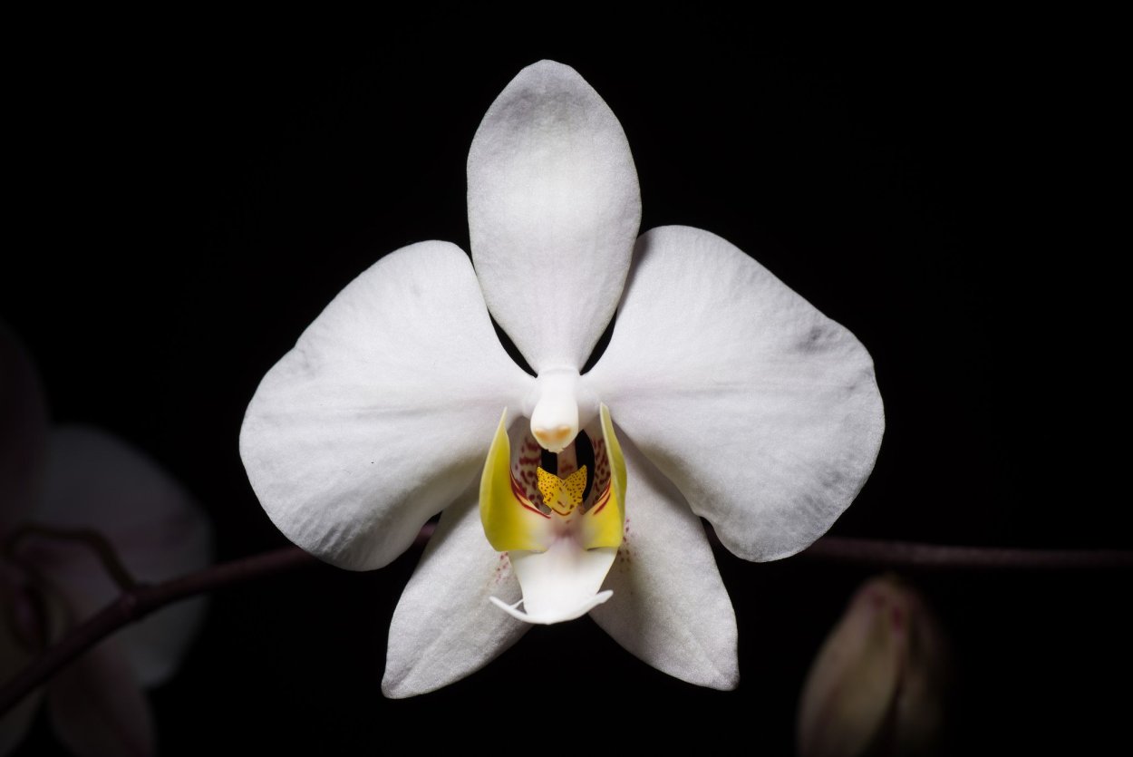 Фаленопсис Бернадетта