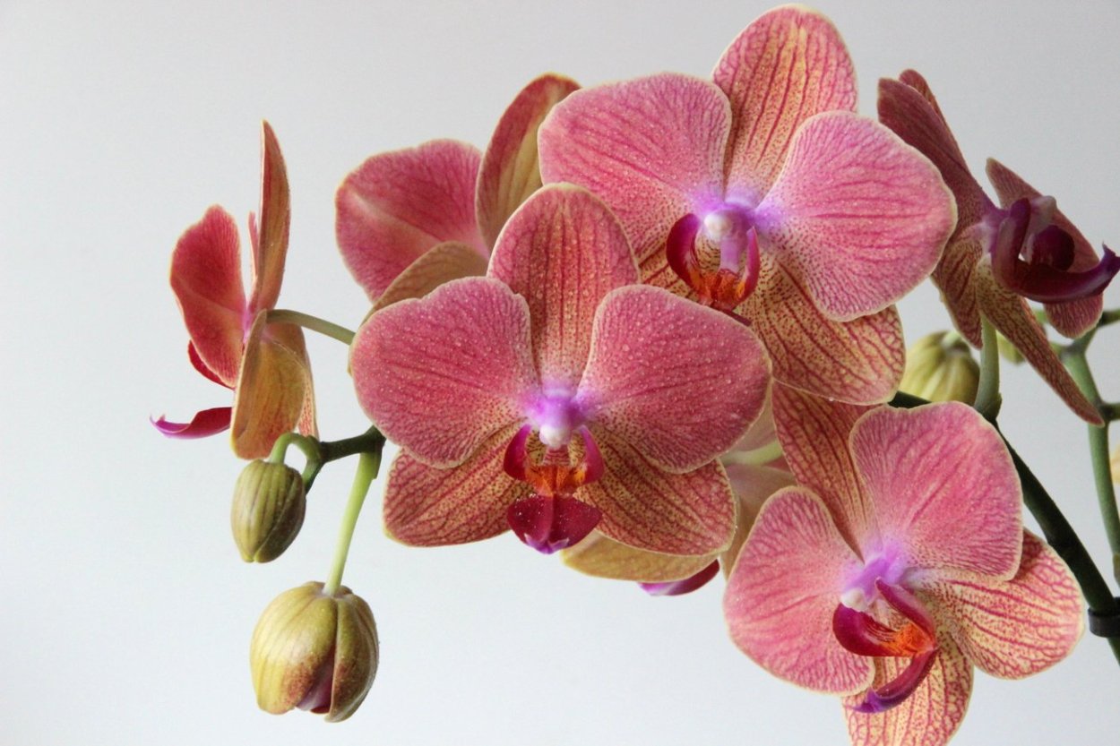 Орхидея фаленопсис Солид Голд