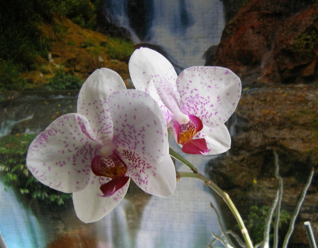 Фаленопсис Шер