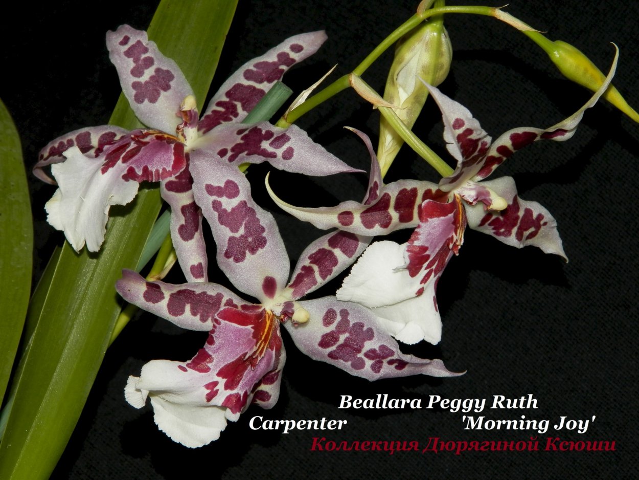 Беаллара Peggy Ruth Carpenter "Jem"