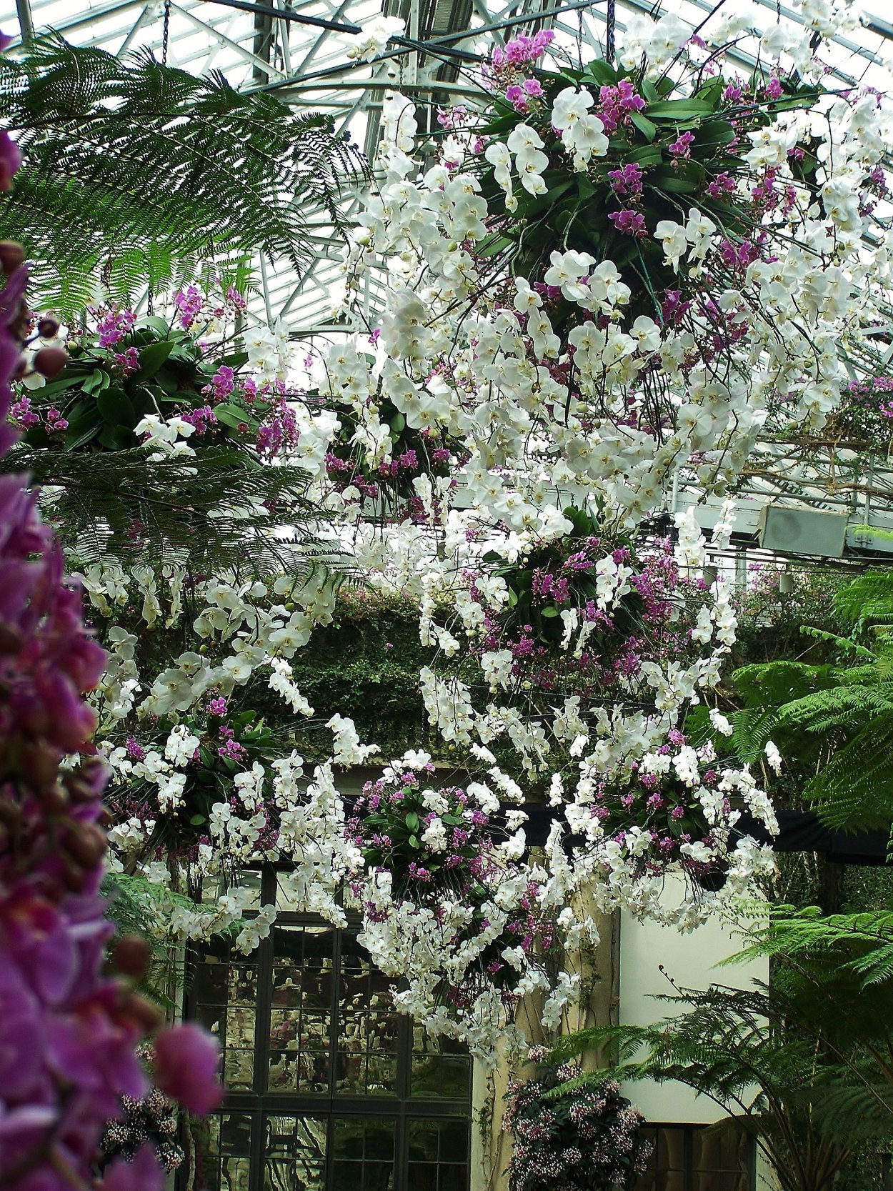 Дендробиум в дикой природе