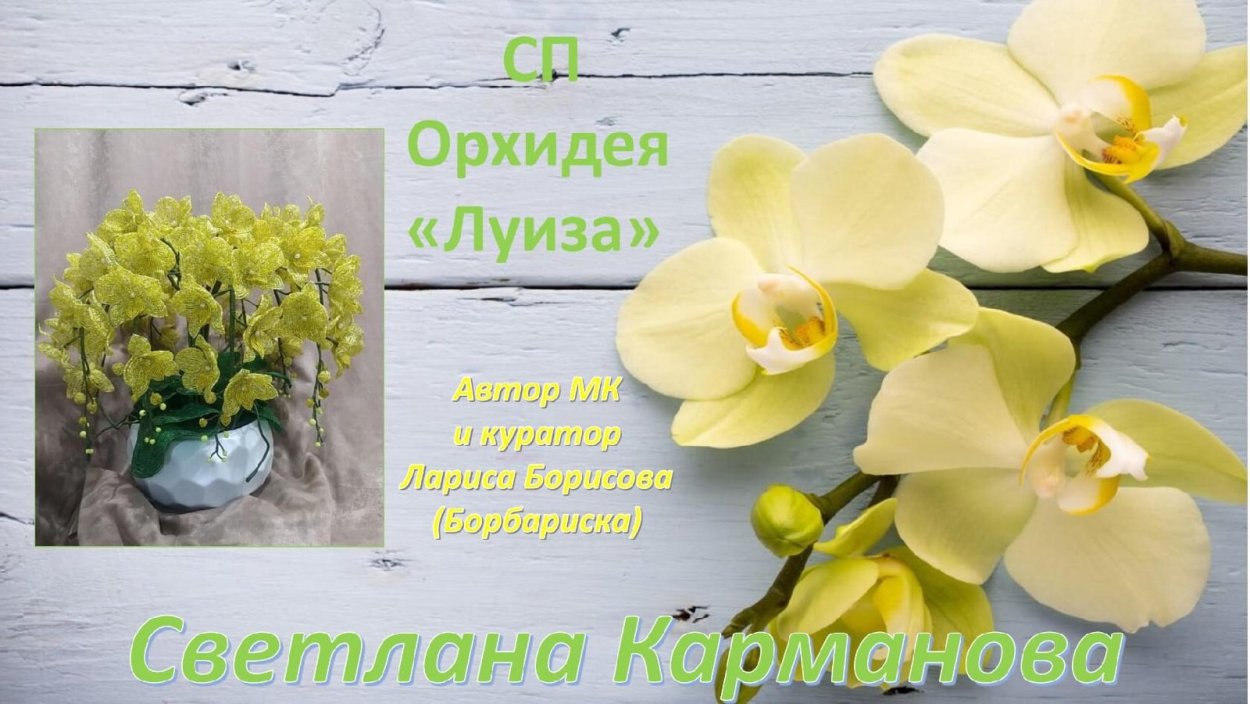 Орхидея Луиза