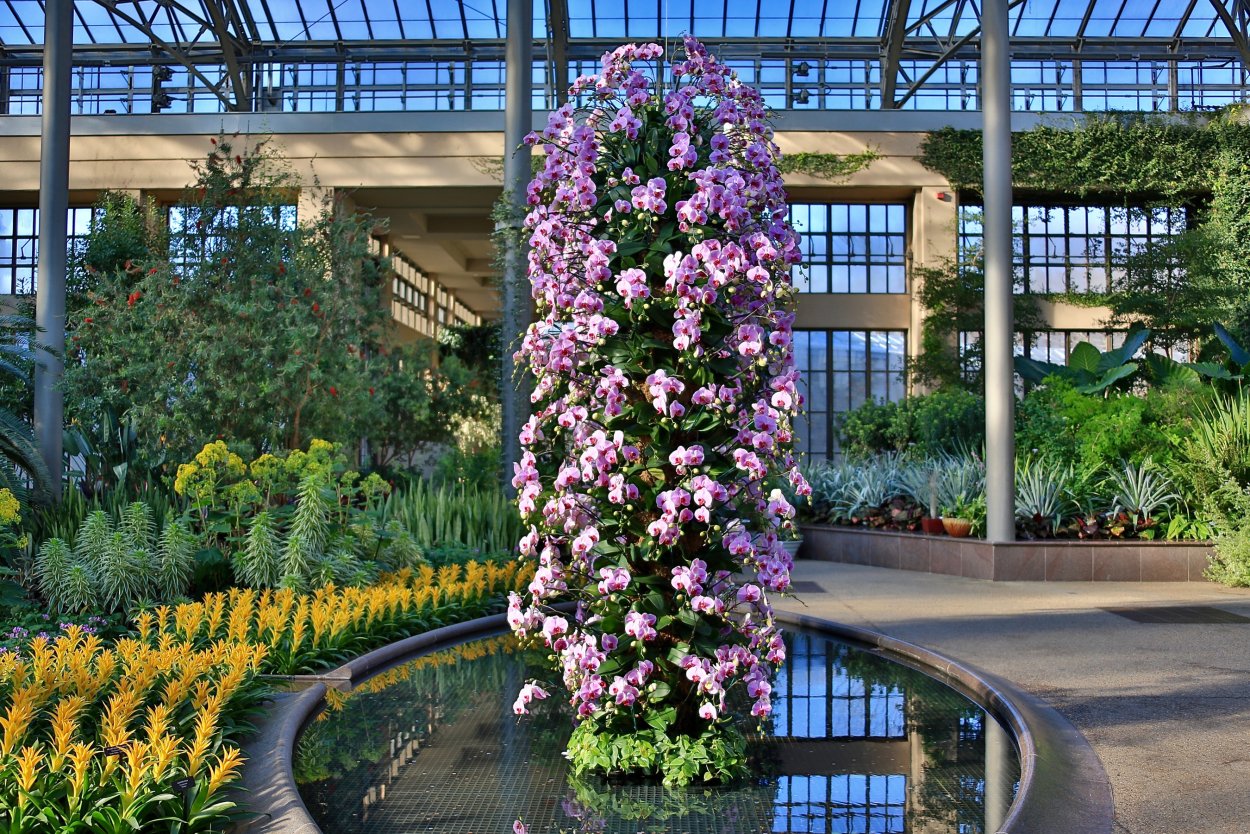 Орхидея Дендробиум аносмум (