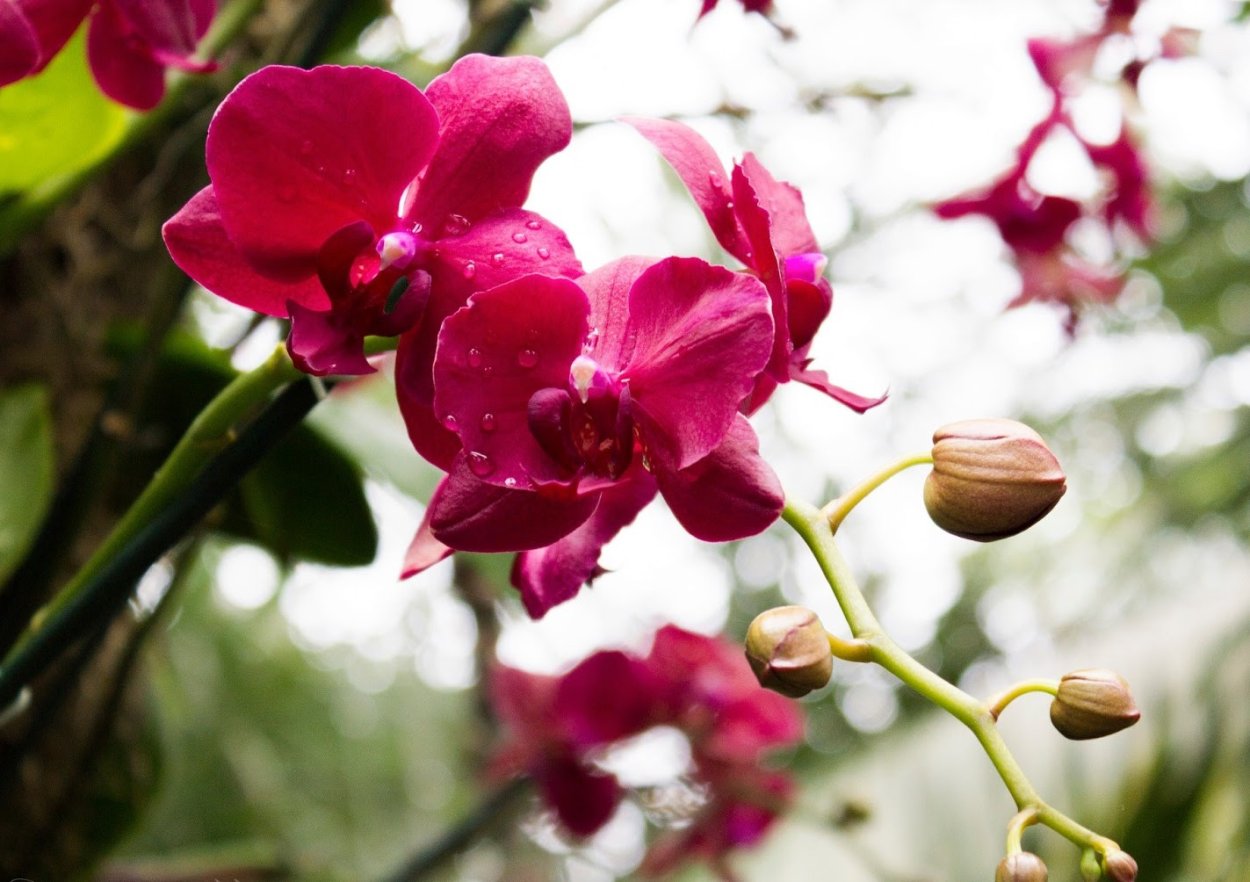 Орхидея в Корее