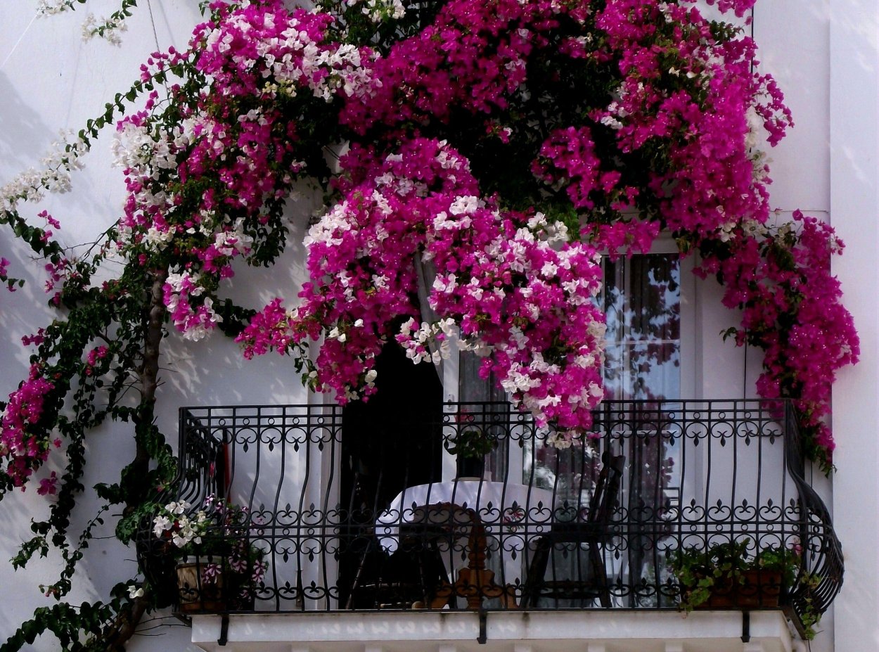 Орхидея фаленопсис куст