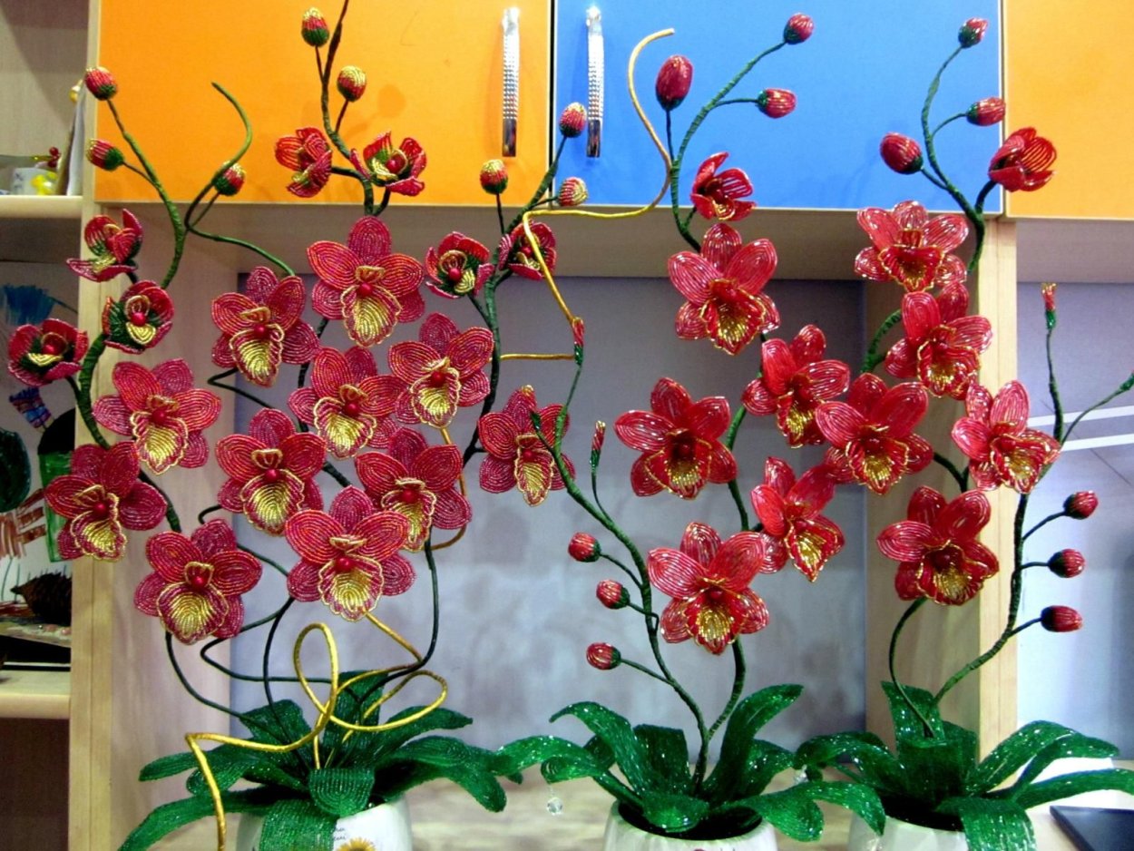 Орхидея фаленопсис в дикой природе