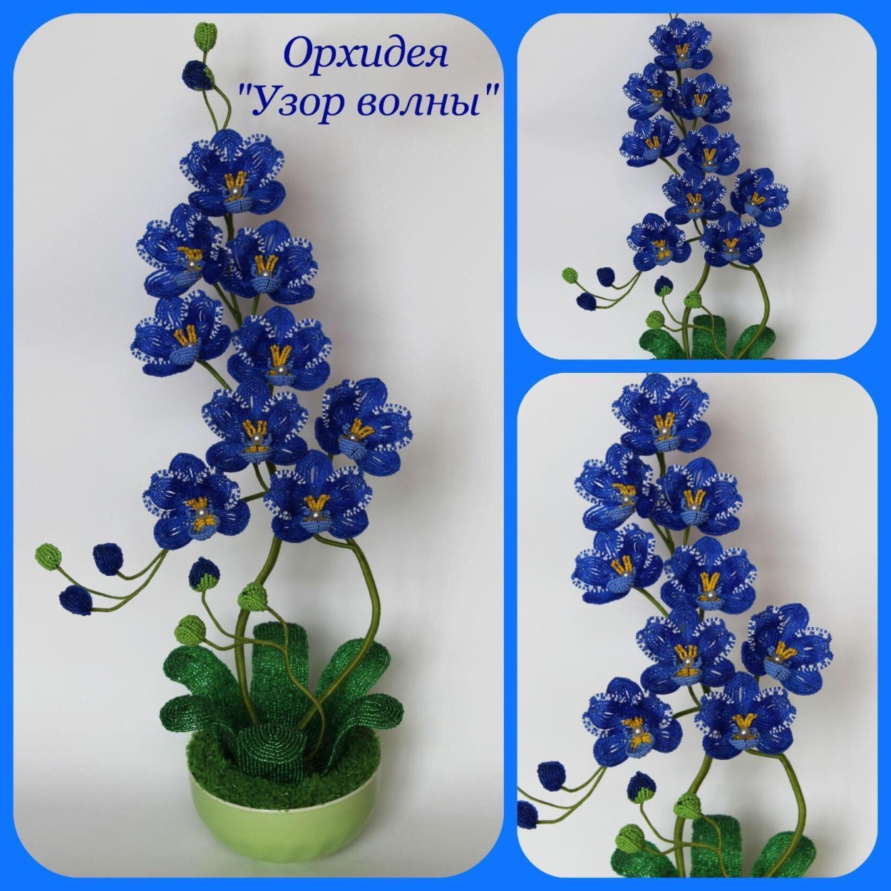 Фаленопсис джакаранда