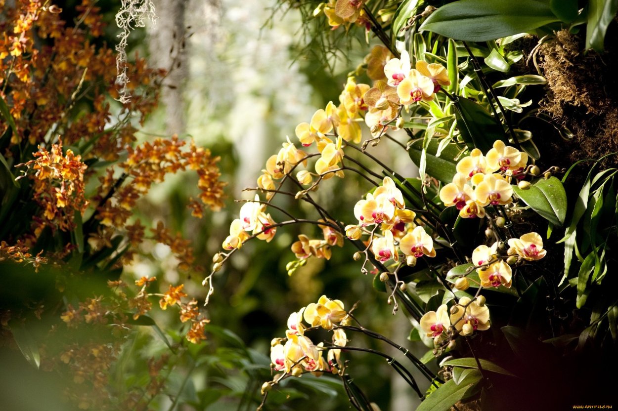 Плетущаяся Орхидея