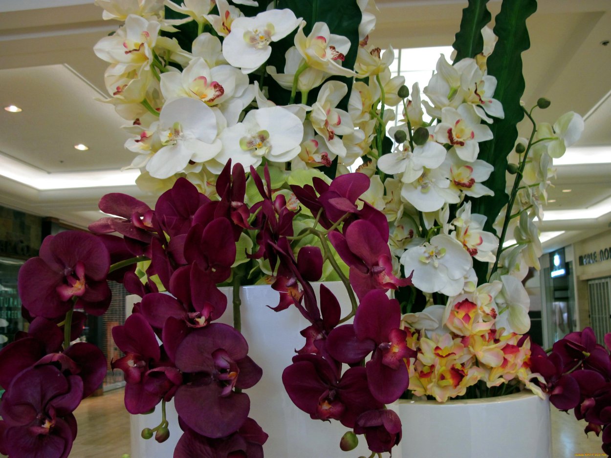 Ползучая Орхидея