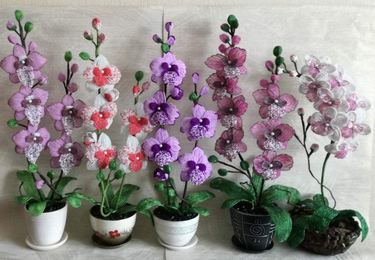 Орхидея Дендробиум Ванда