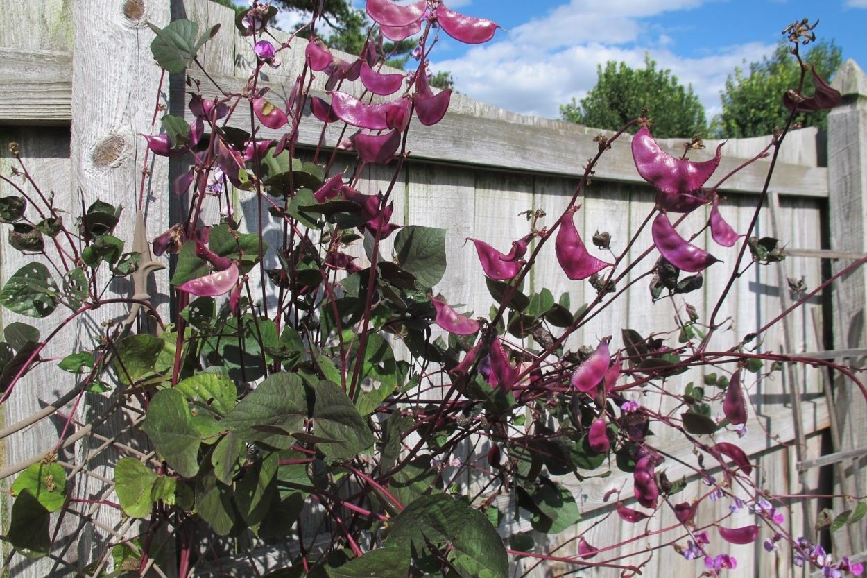 Свисающие цветы Глициния