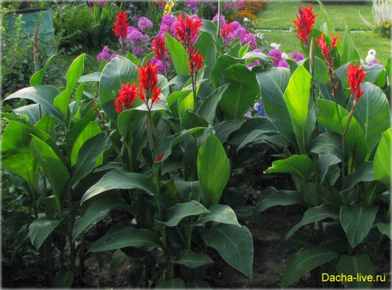 Канны цветы рост