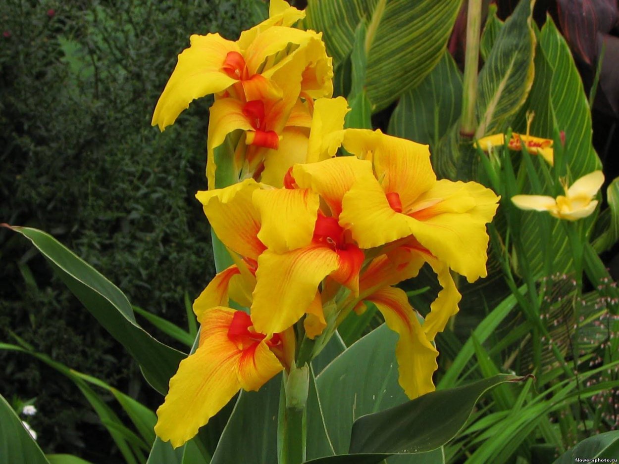 Канна гибридная