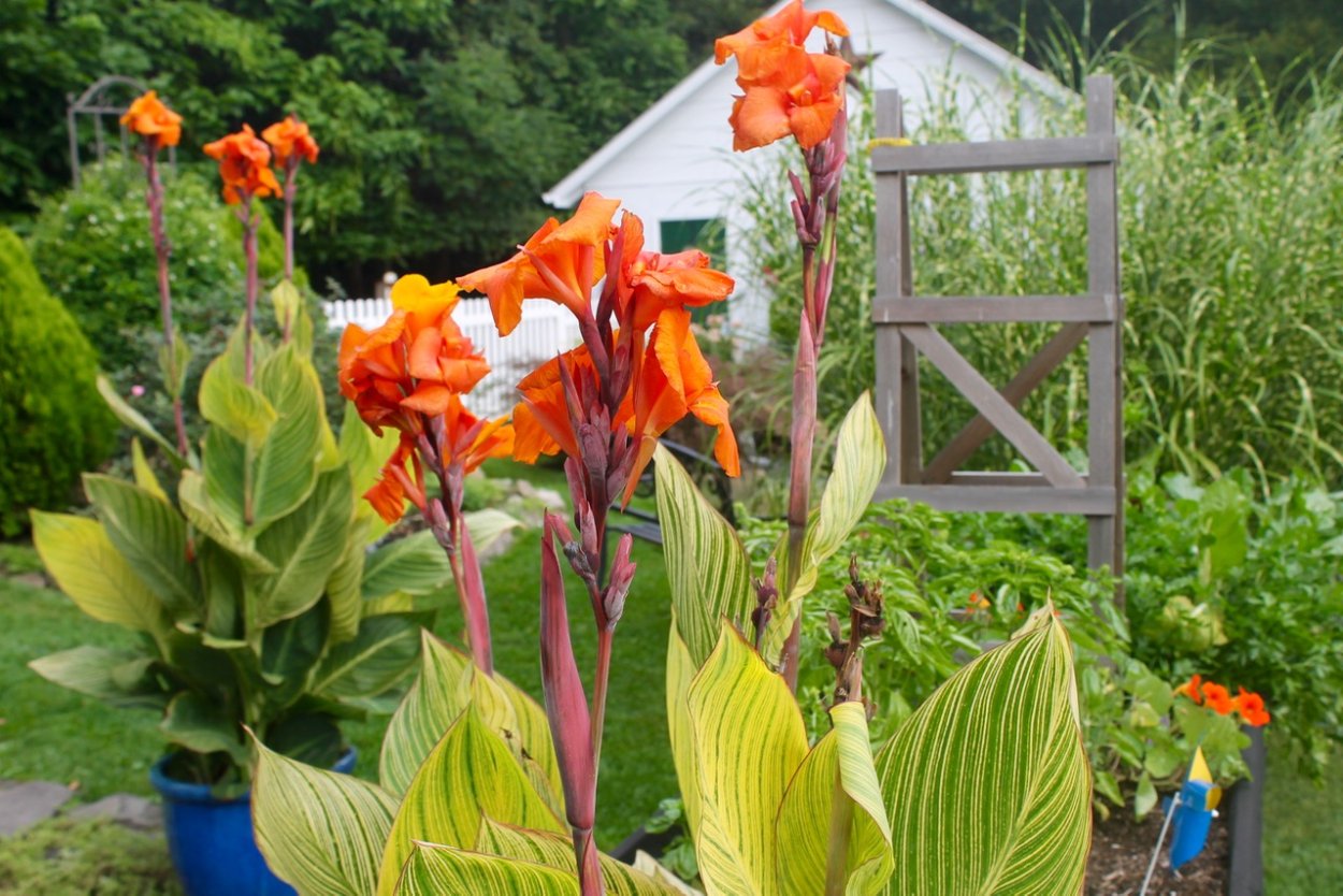 Канна стриата