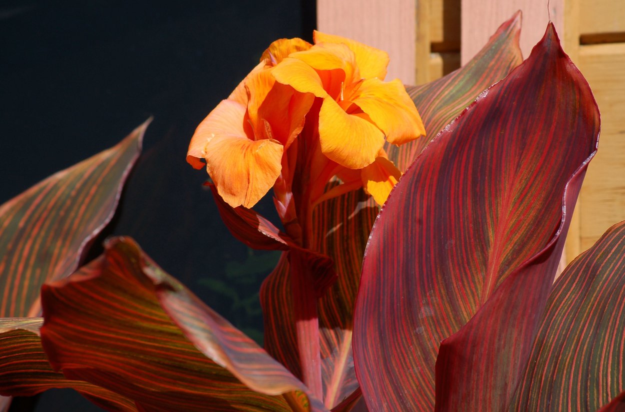 Канна Амбассадор