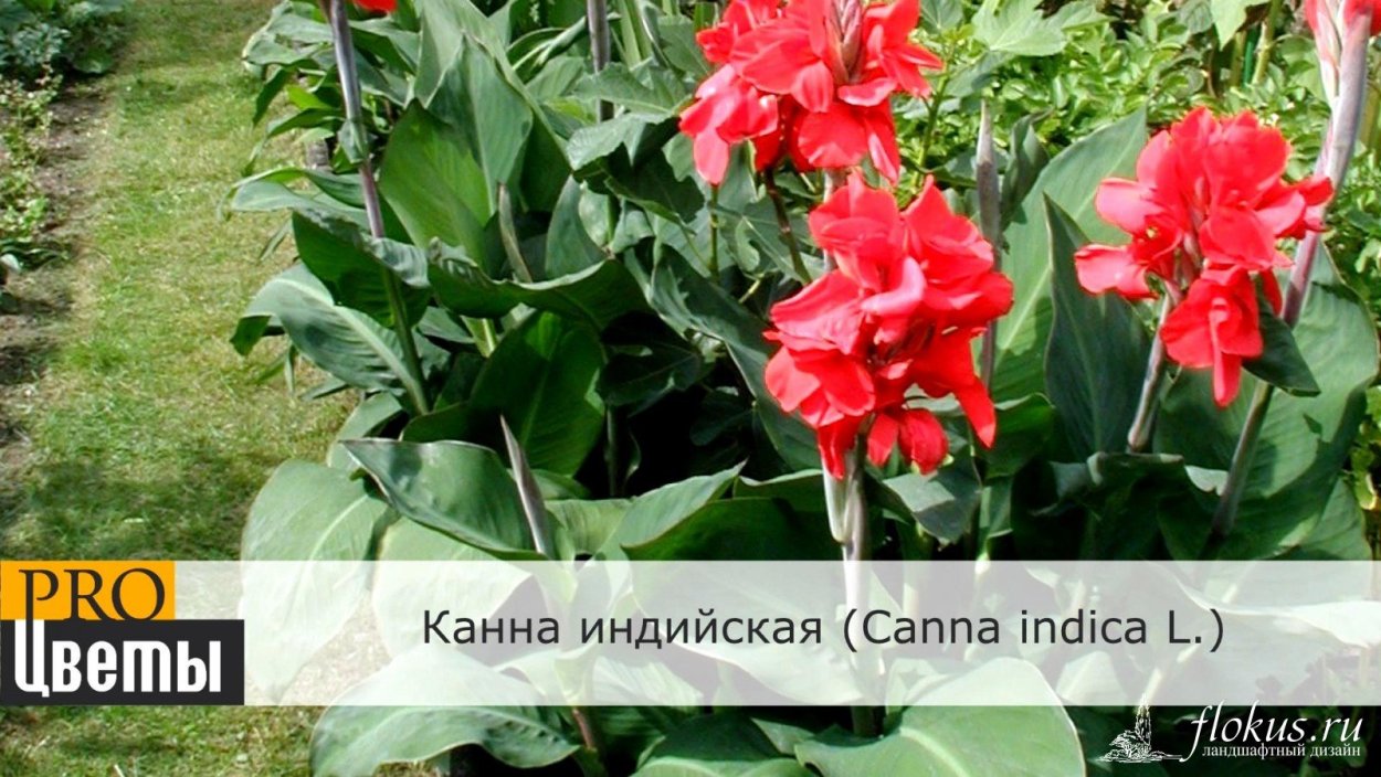 Канны Ставрополь