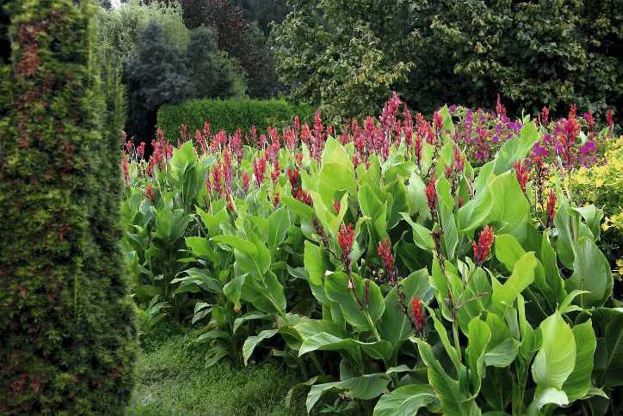 Канна на клумбе