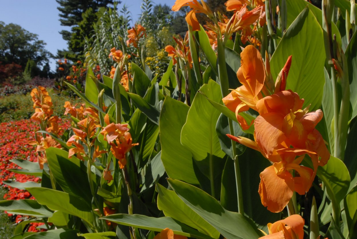 Канна высокорослая