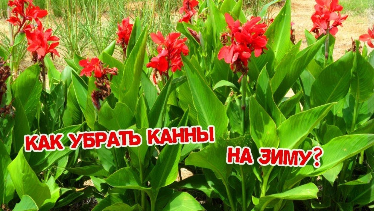 Канны цветы