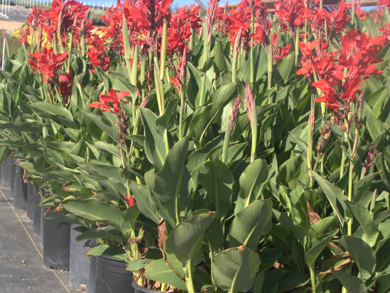 Канна Садовая красная высокорослая
