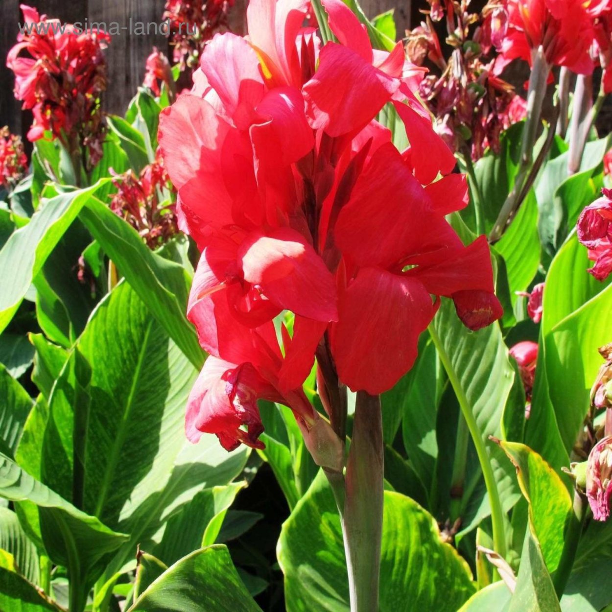 Канна Блэк Найт